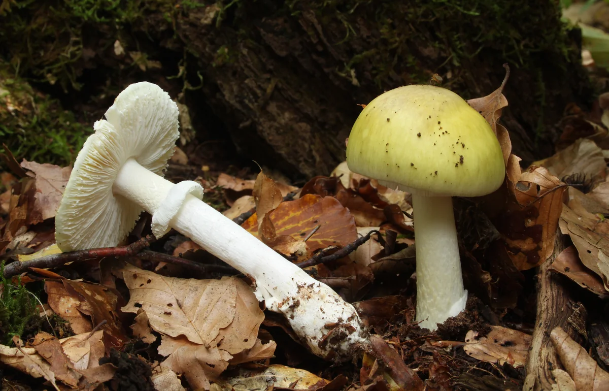 Two mushroom specimens on woodland litter, one upright and one lifted to show its underside